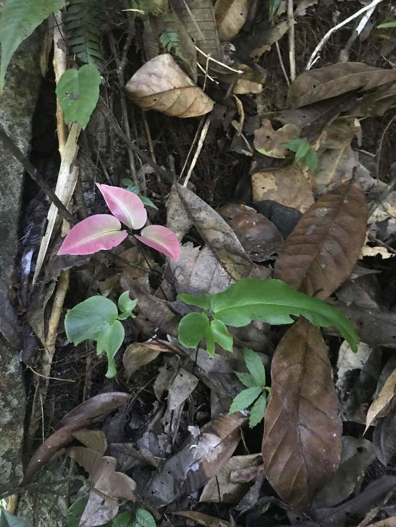 Wilson's Maidenhair