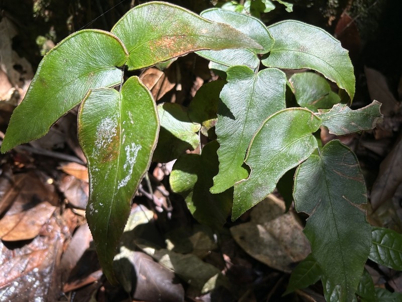 Wilson's Maidenhair photo 2