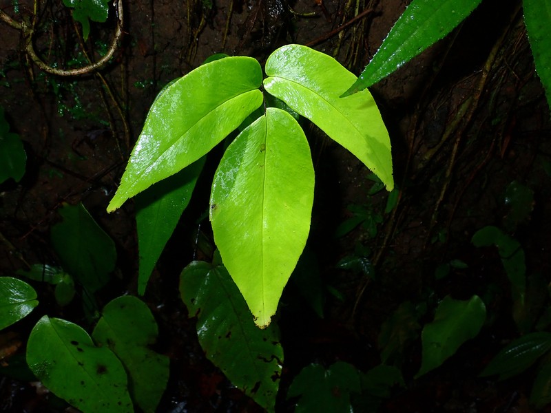 Wilson's Maidenhair photo 3