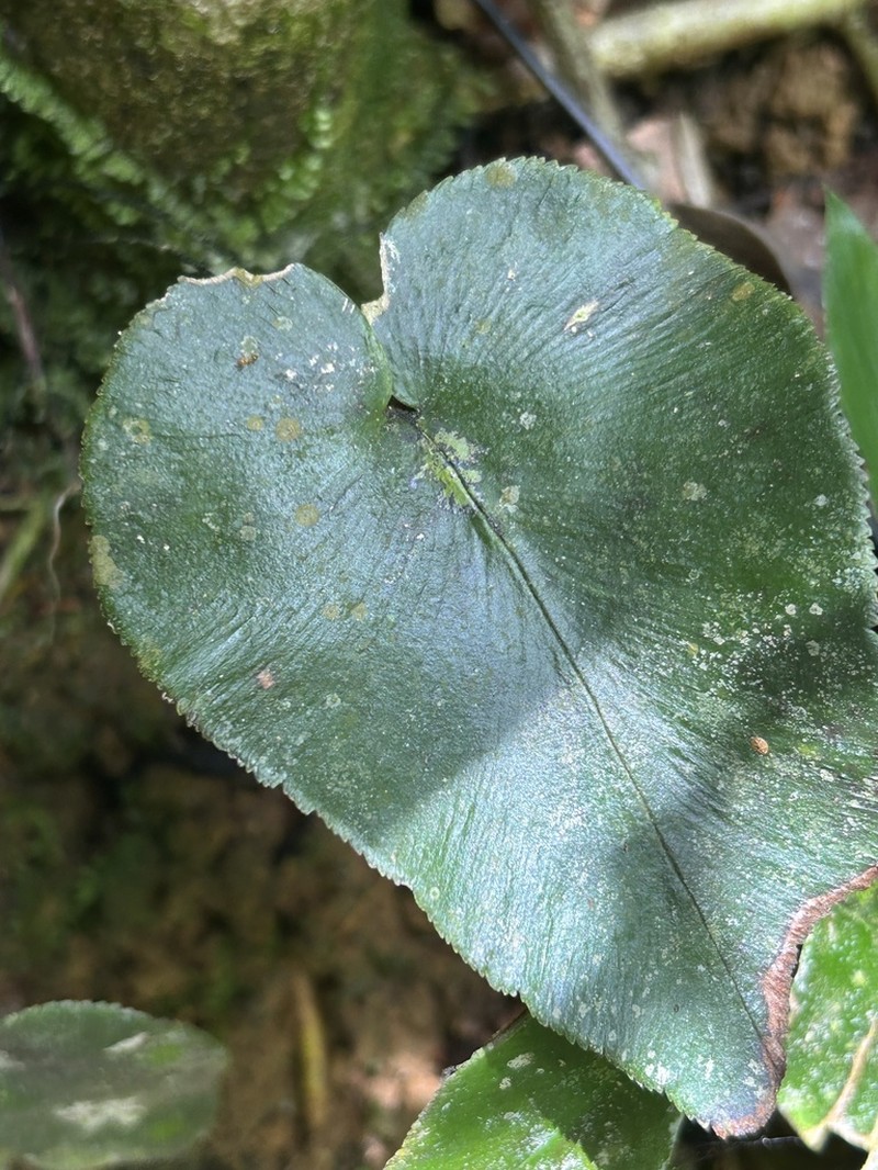 Wilson's Maidenhair photo 6