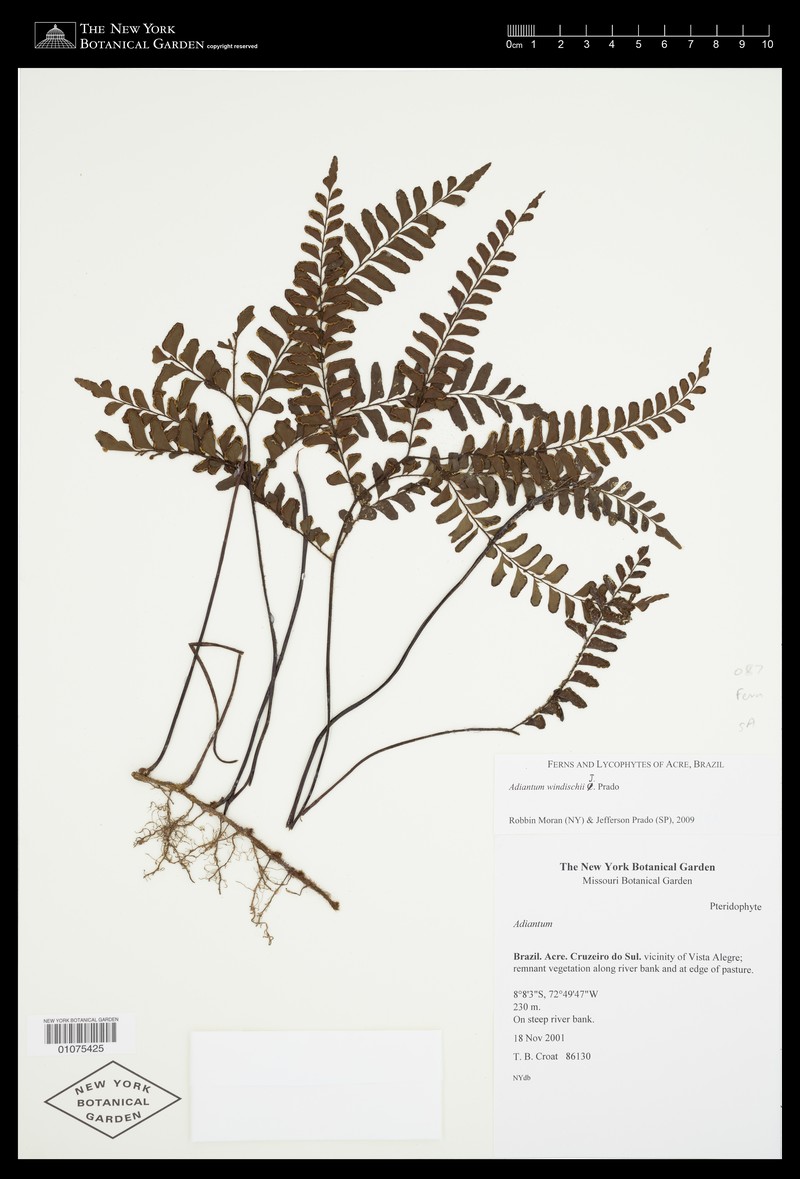 Adiantum windischii