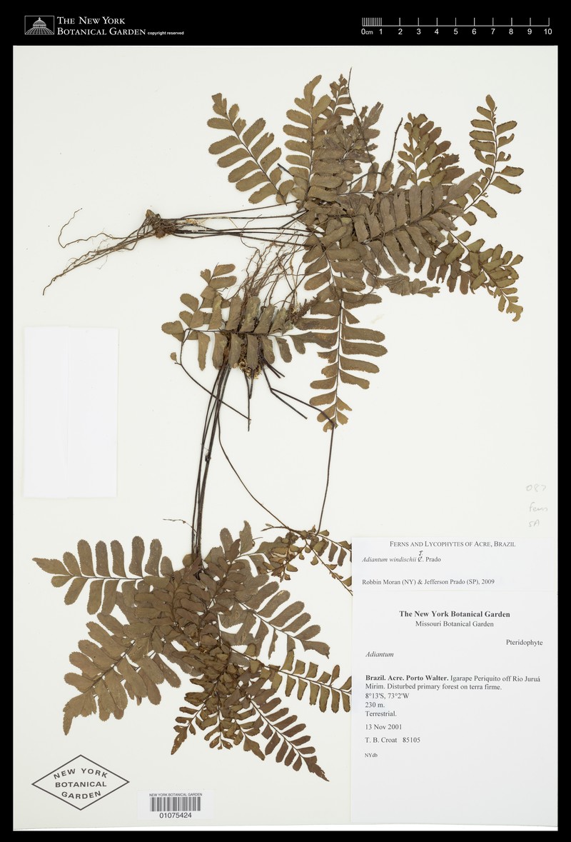 Adiantum windischii photo 2