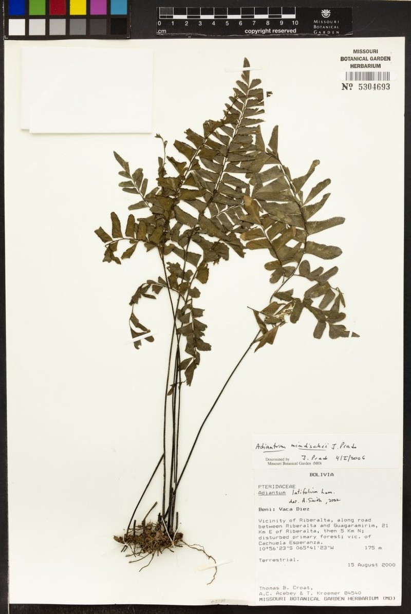 Adiantum windischii photo 3