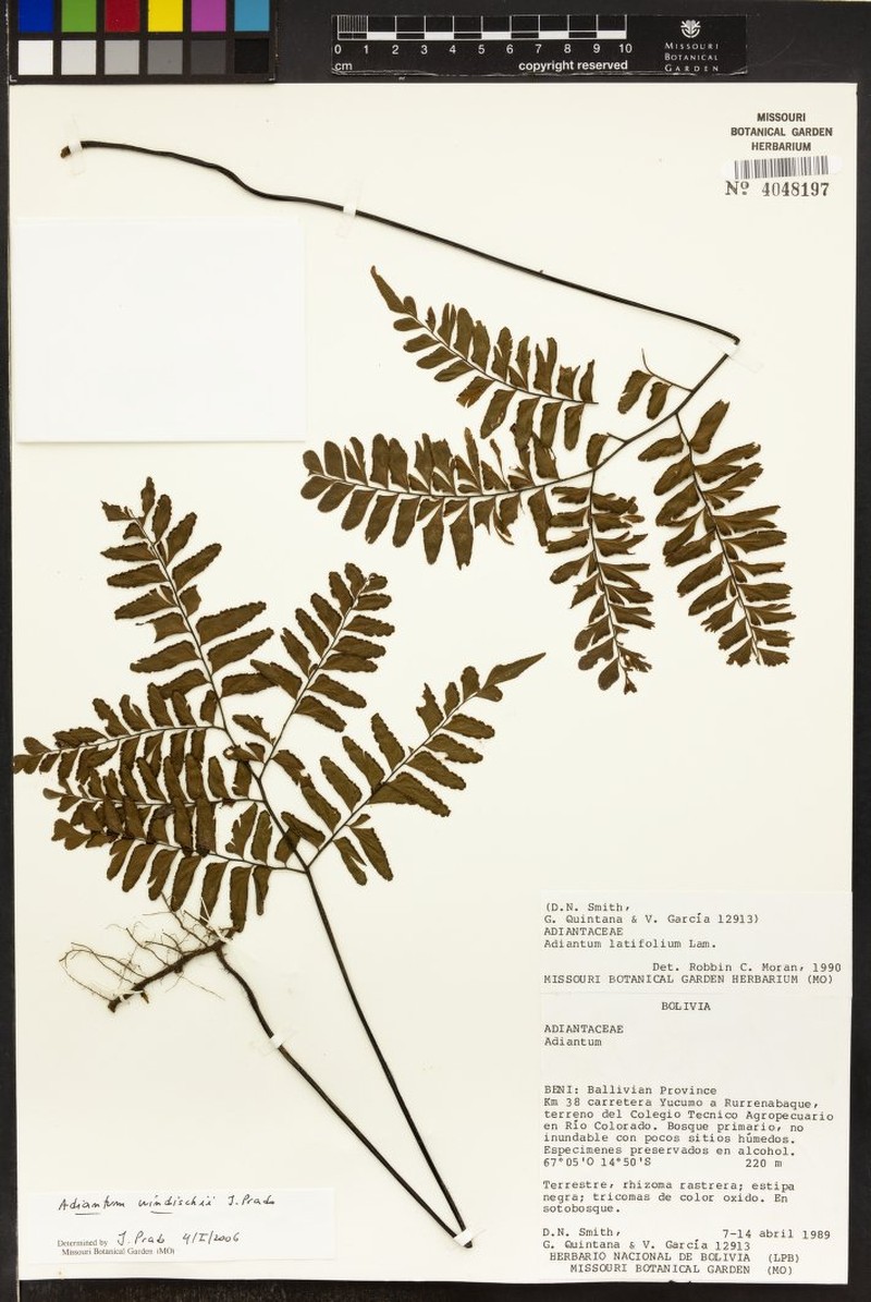 Adiantum windischii photo 4