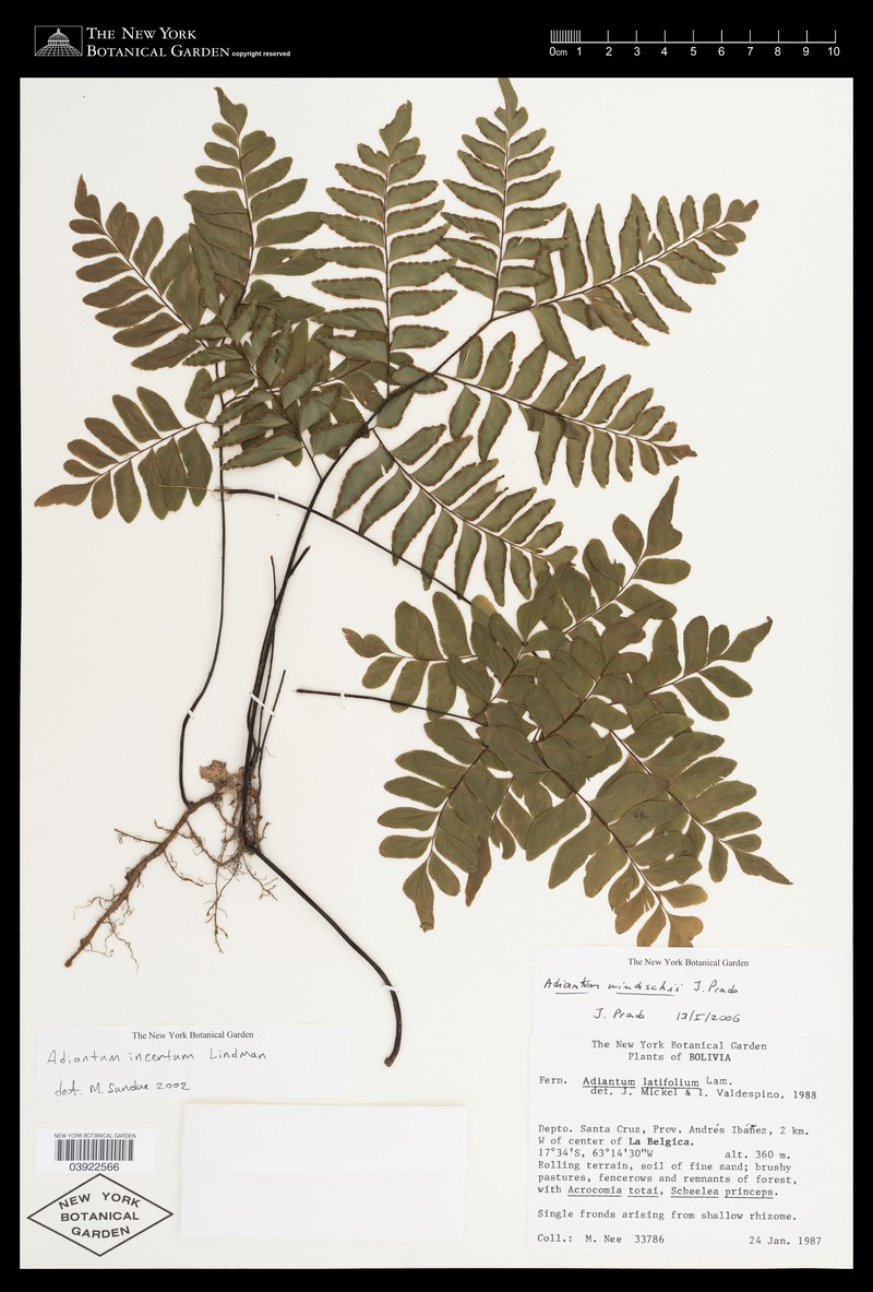 Adiantum windischii photo 5