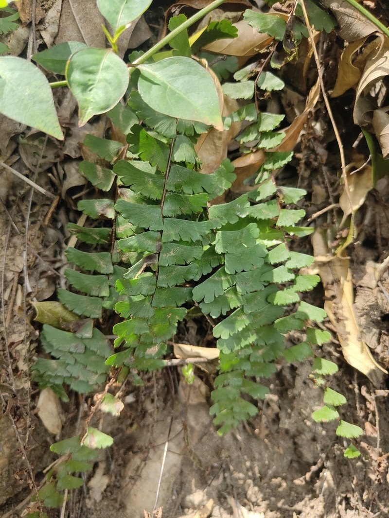 Adiantum zollingeri