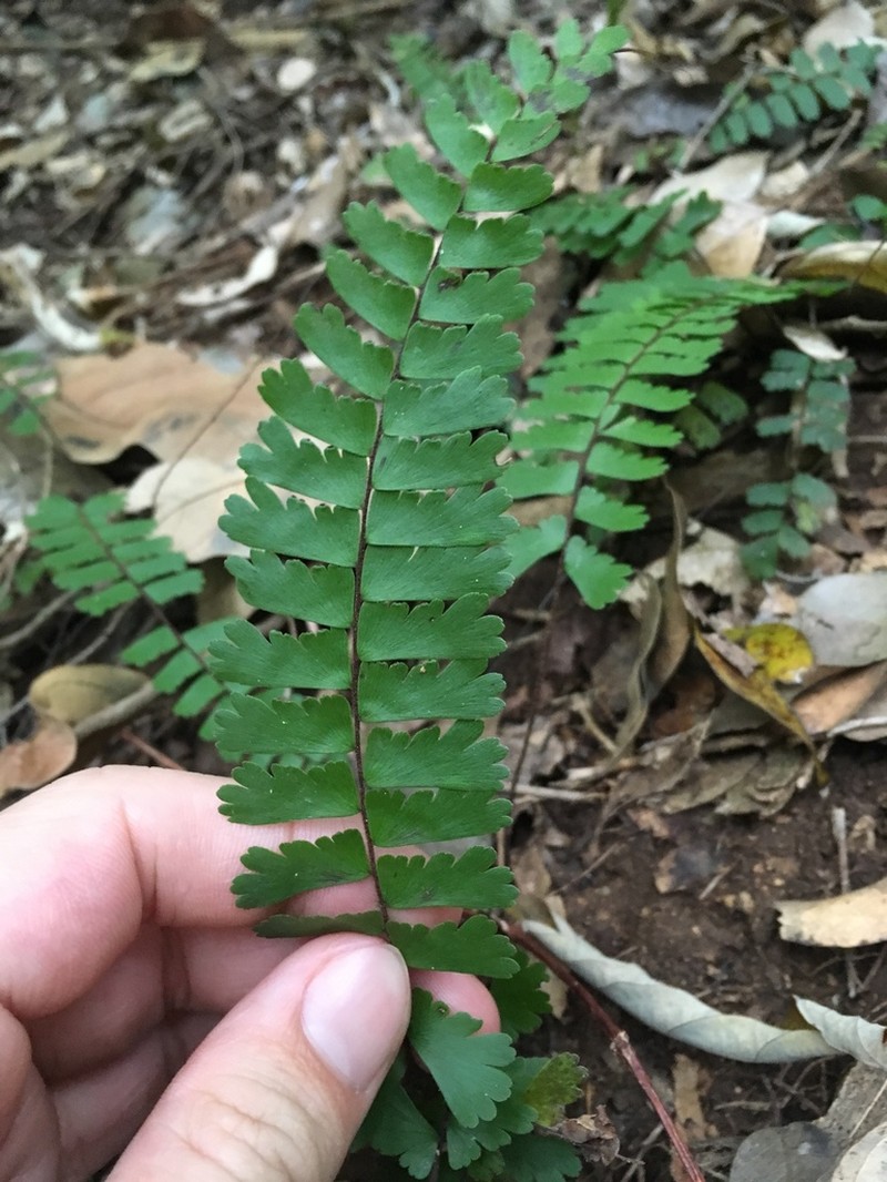 Adiantum zollingeri photo 2