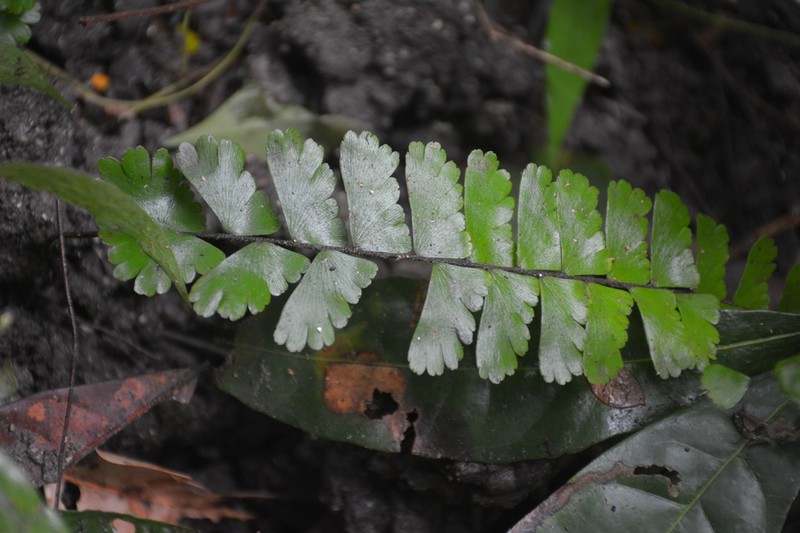 Adiantum zollingeri photo 3