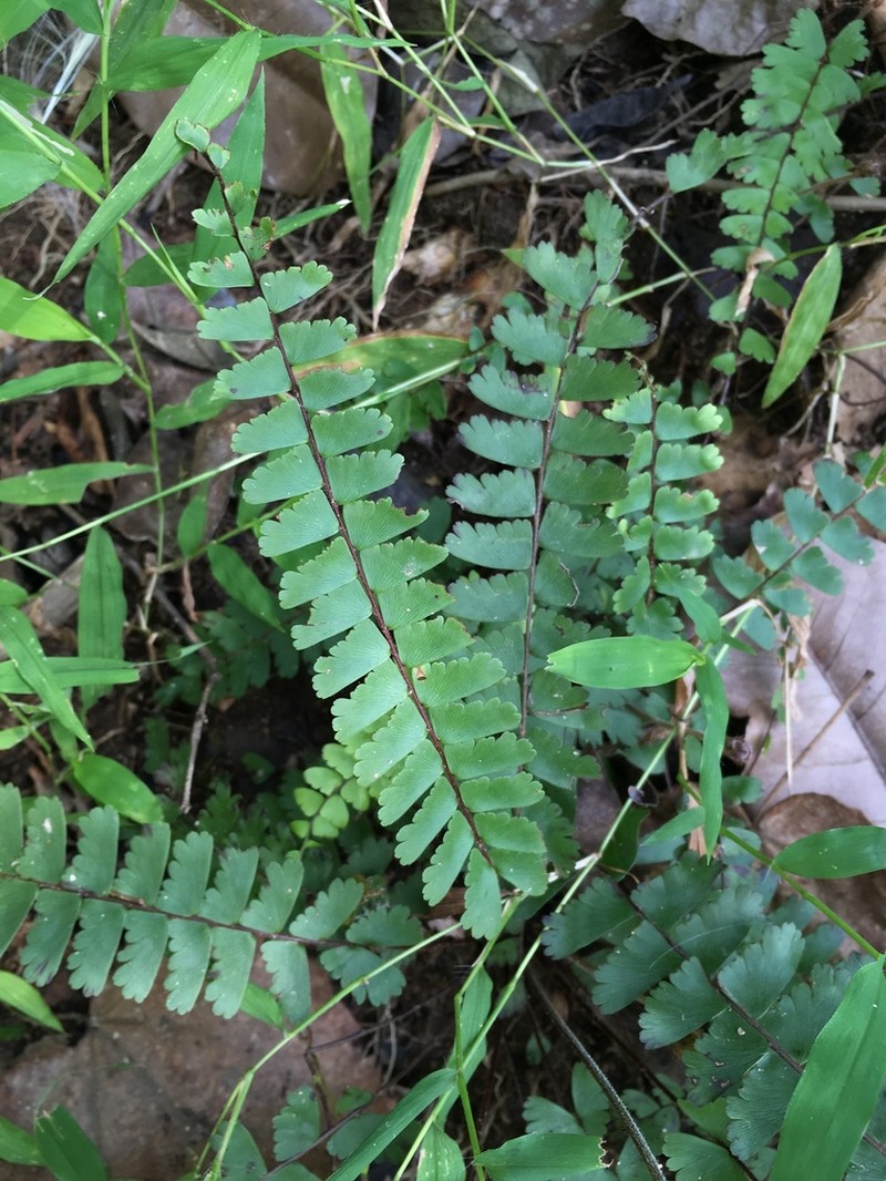 Adiantum zollingeri photo 5