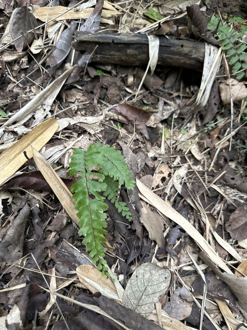 Adiantum zollingeri photo 6