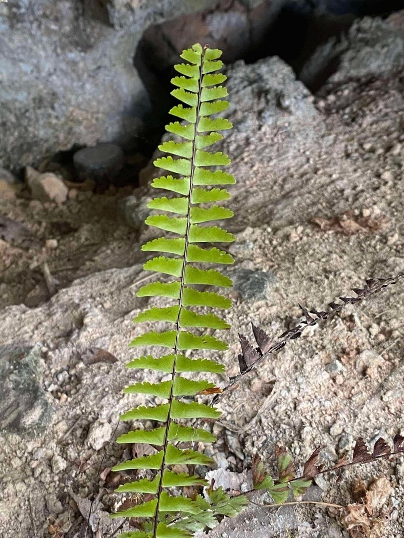 Adiantum zollingeri photo 7