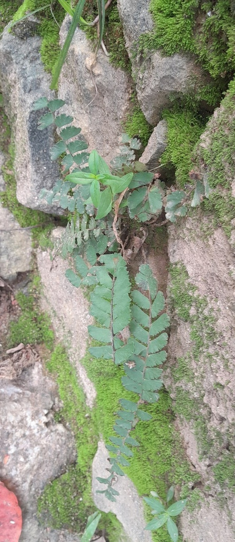 Adiantum zollingeri photo 8