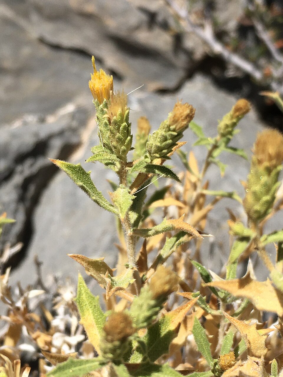 Brickellbush Goldenweed