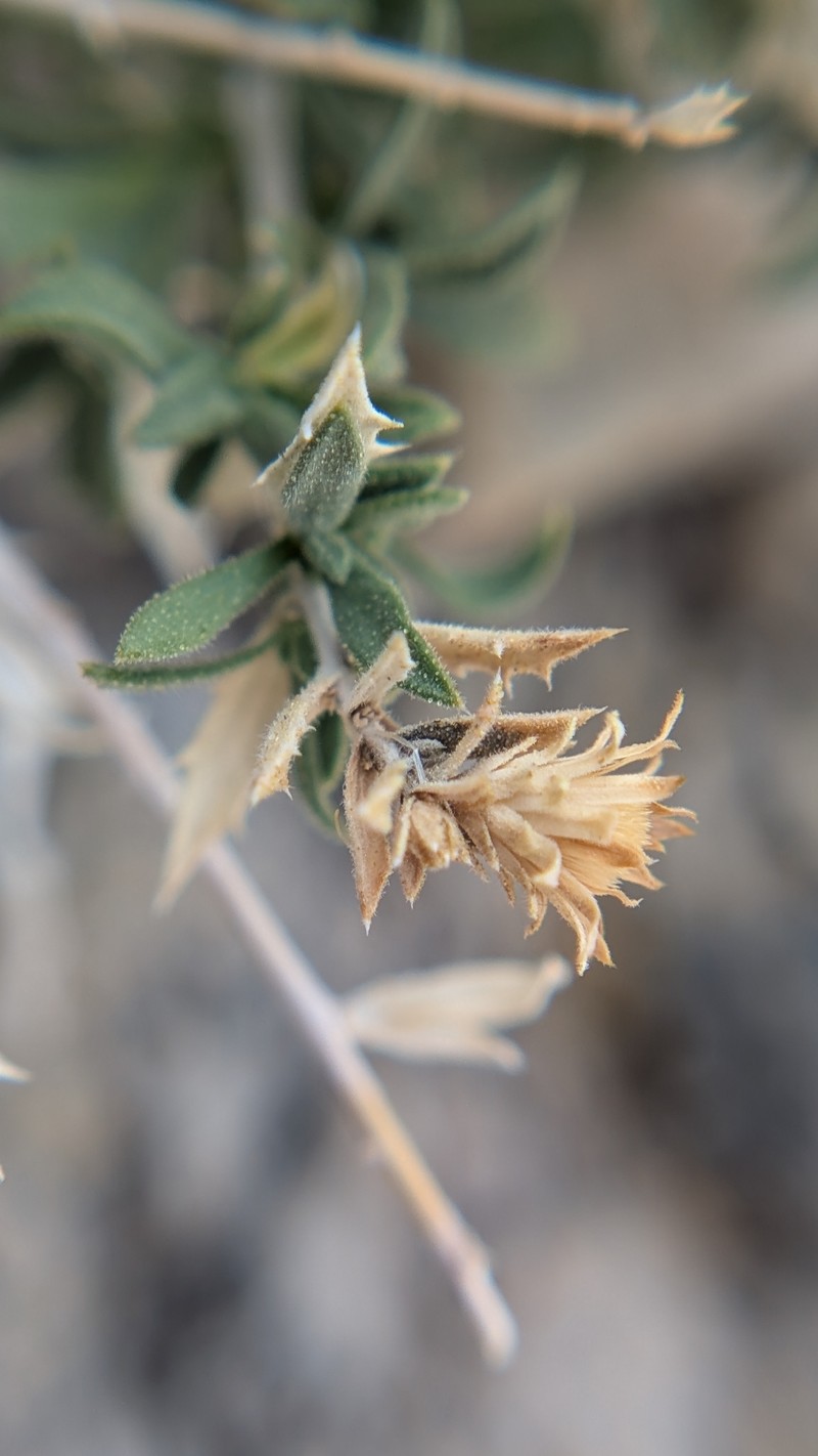 Brickellbush Goldenweed photo 3
