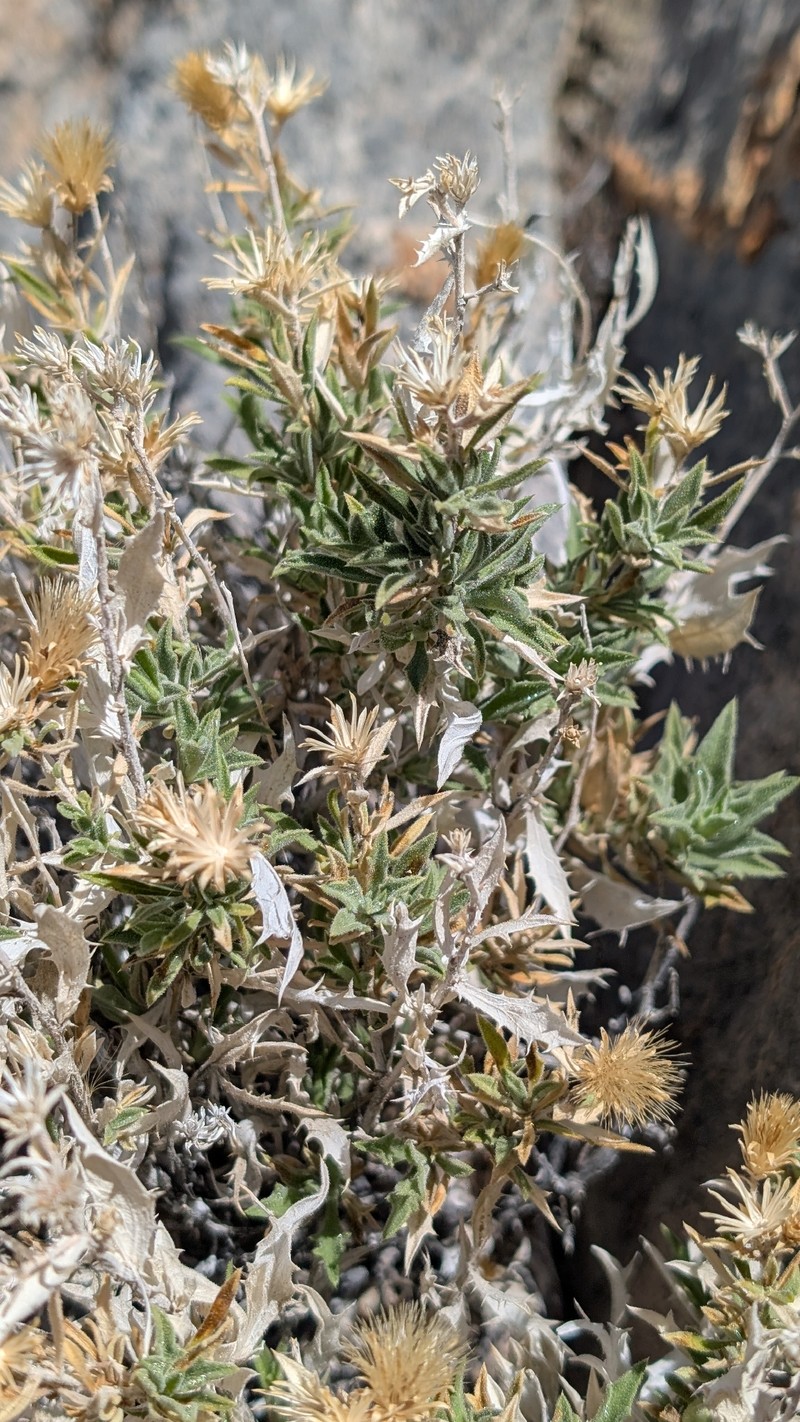 Brickellbush Goldenweed photo 4
