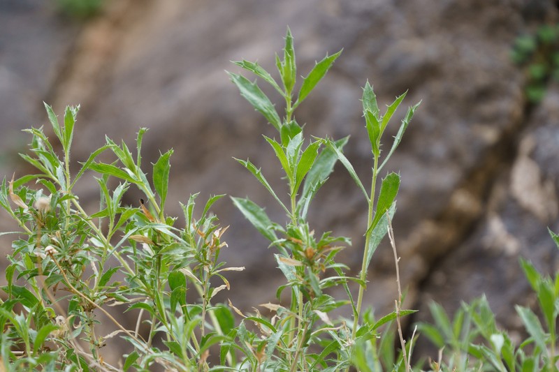 Brickellbush Goldenweed photo 5
