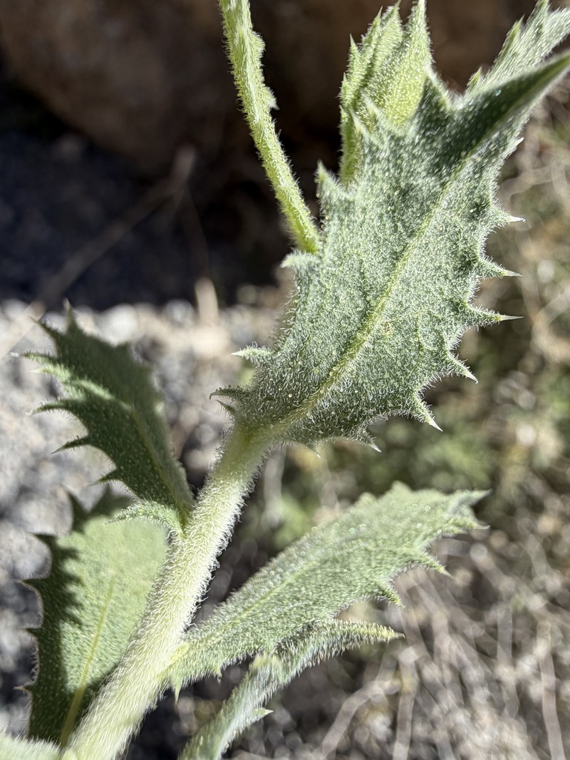 Brickellbush Goldenweed photo 6