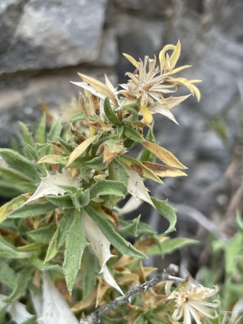 Brickellbush Goldenweed photo 7