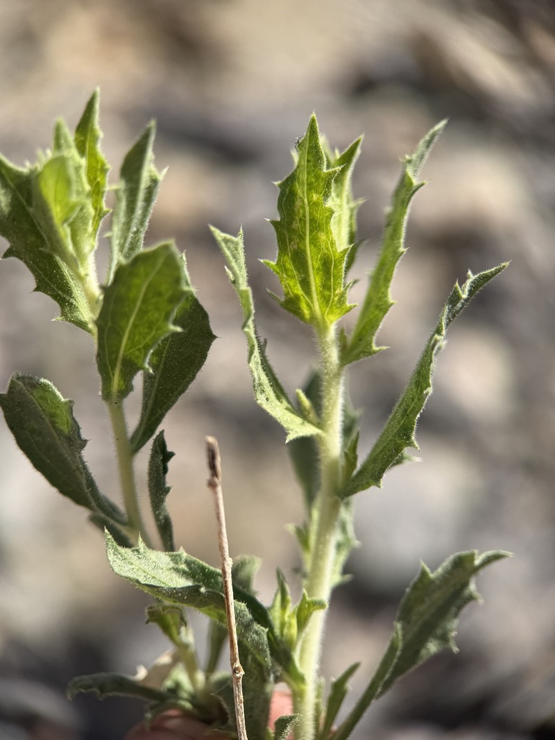 Brickellbush Goldenweed photo 8