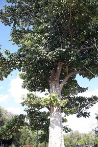 Adina cordifolia