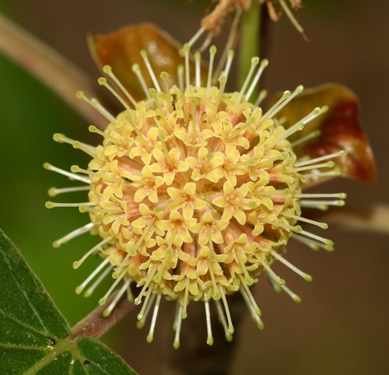 Adina cordifolia photo 2