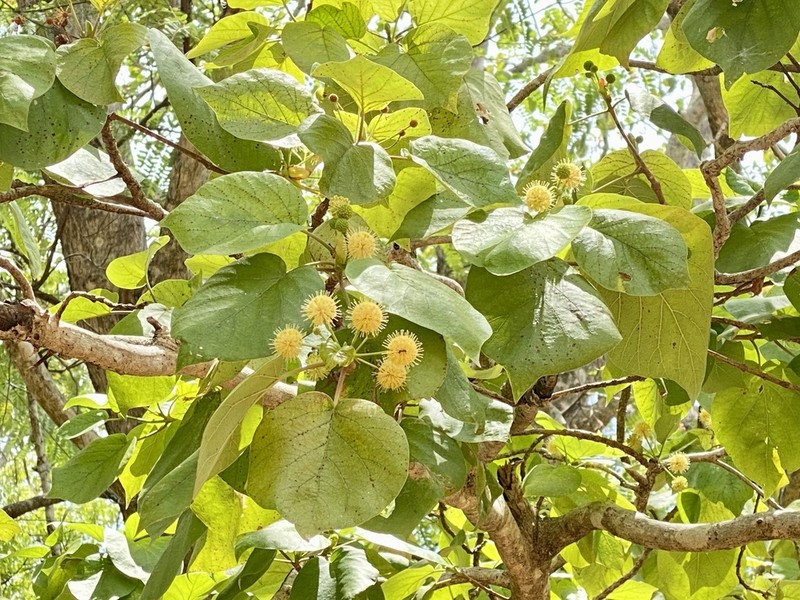 Adina cordifolia photo 5