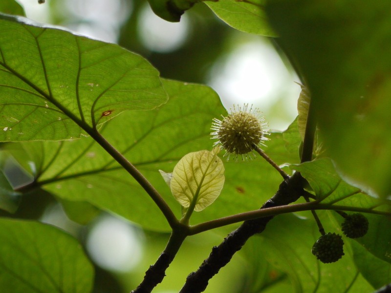 Adina cordifolia photo 6