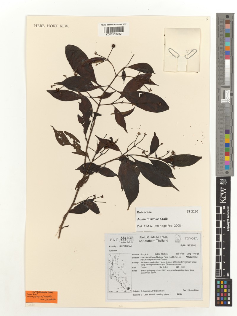 Adina dissimilis