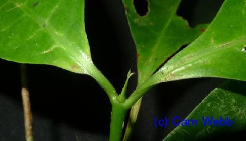 Adina multifolia