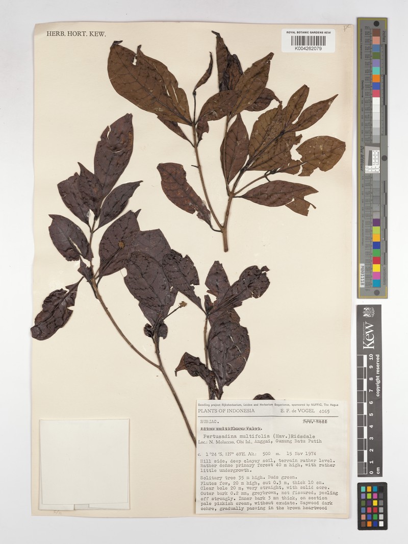 Adina multifolia photo 2