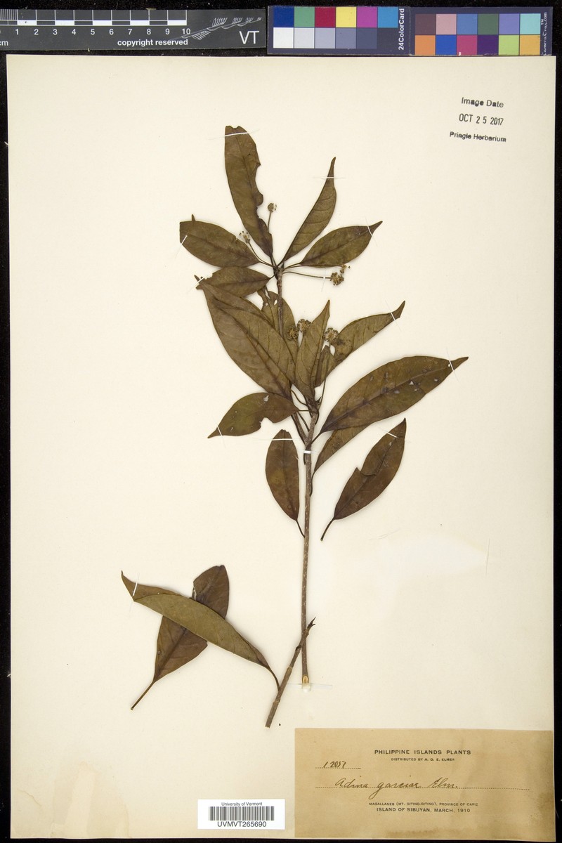 Adina multifolia photo 3