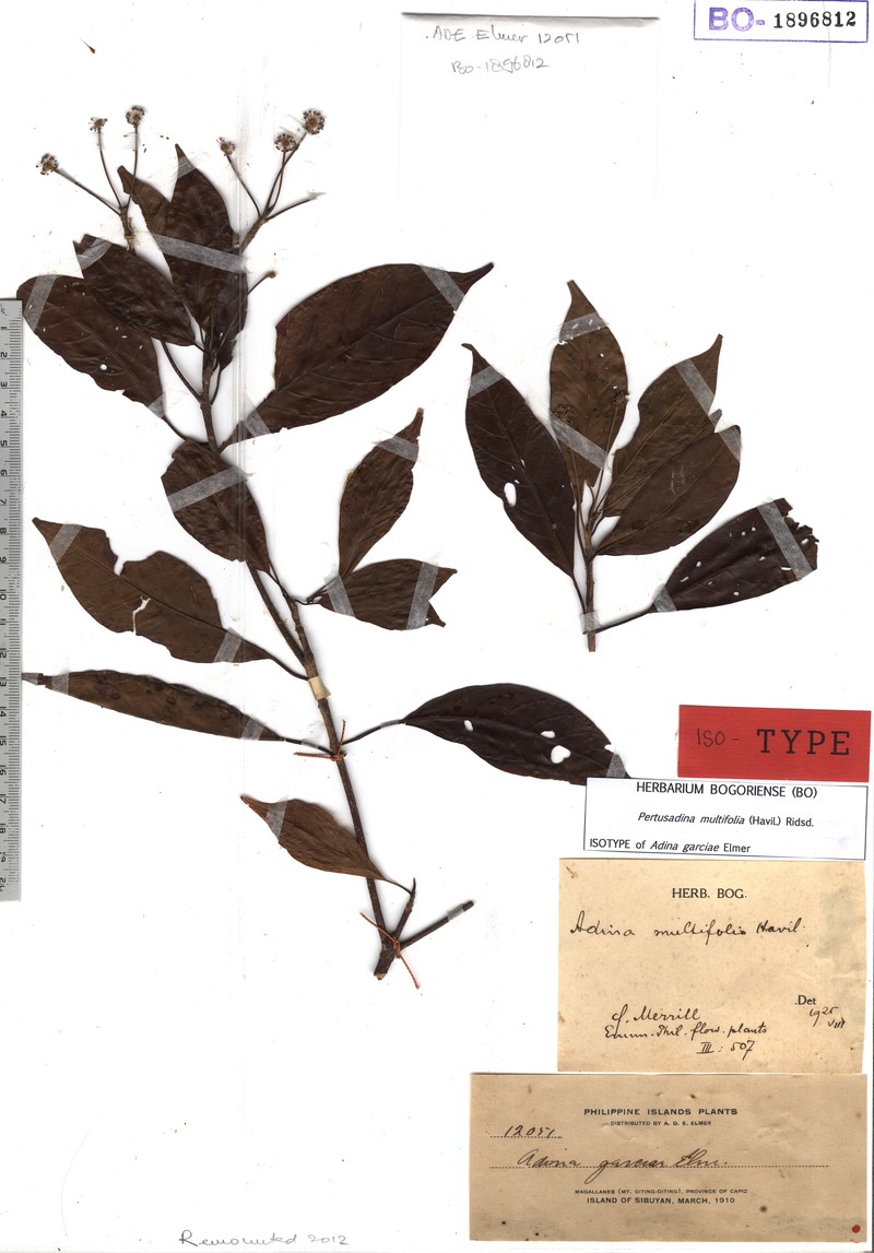 Adina multifolia photo 4