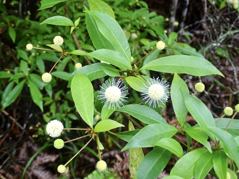 Adina pilulifera