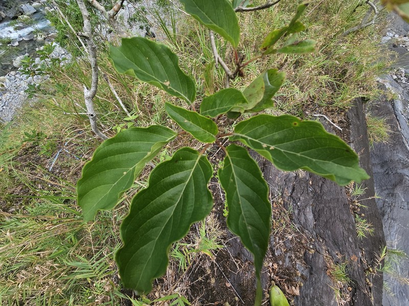 Adina racemosa photo 7
