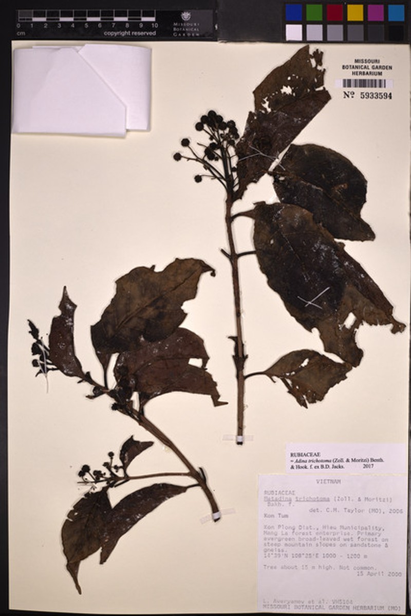 Adina trichotoma