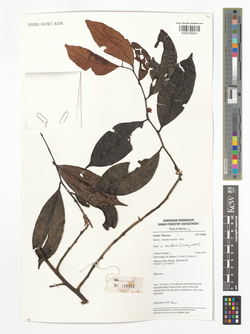 Adinandra acuminata