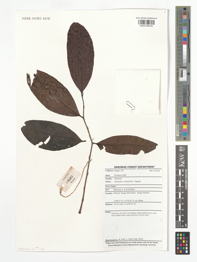 Adinandra acuminata photo 2