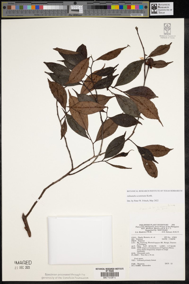 Adinandra acuminata photo 3