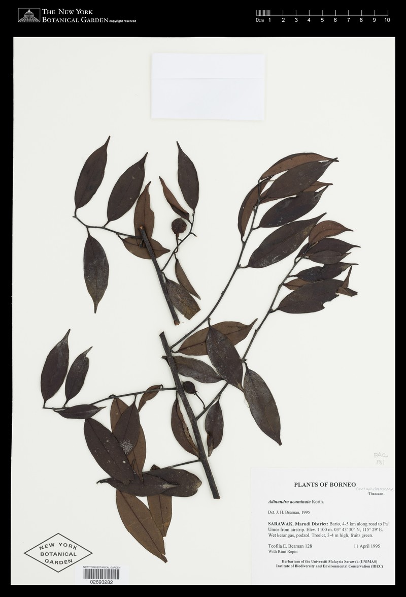 Adinandra acuminata photo 4