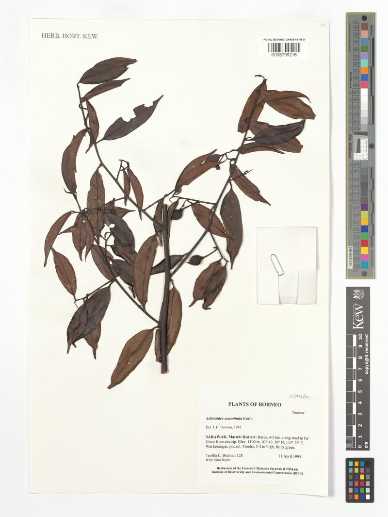 Adinandra acuminata photo 5