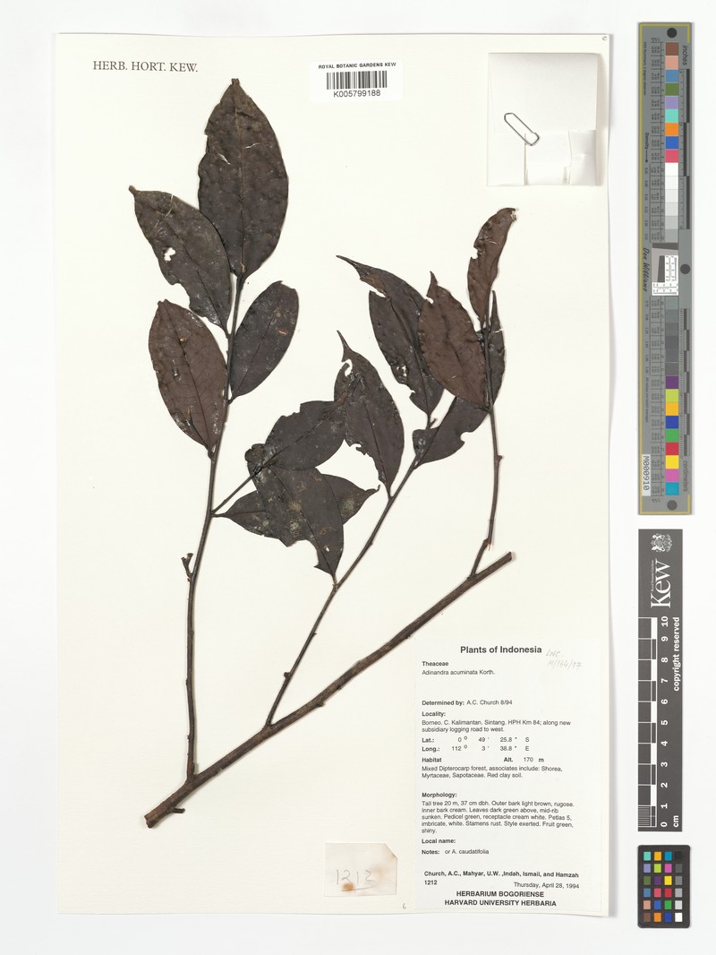 Adinandra acuminata photo 6
