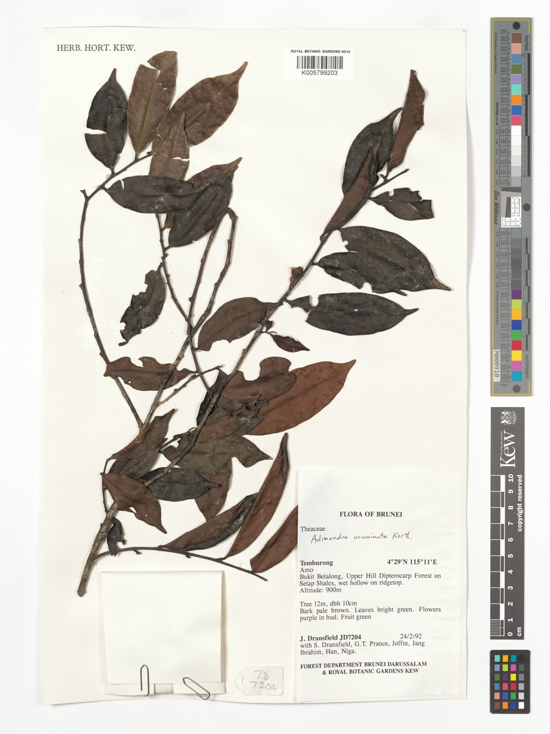 Adinandra acuminata photo 7