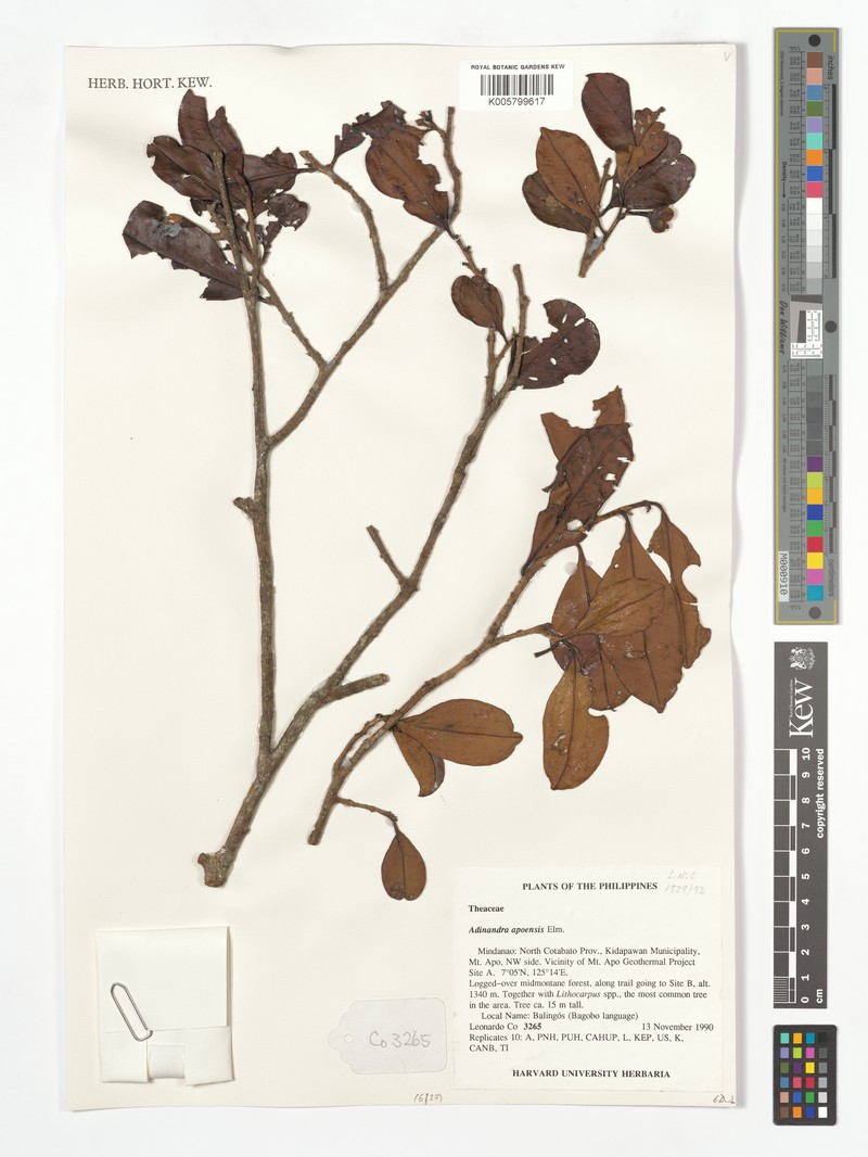 Adinandra apoensis