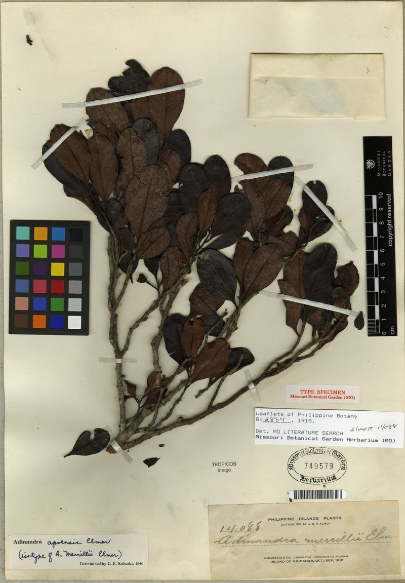 Adinandra apoensis photo 2