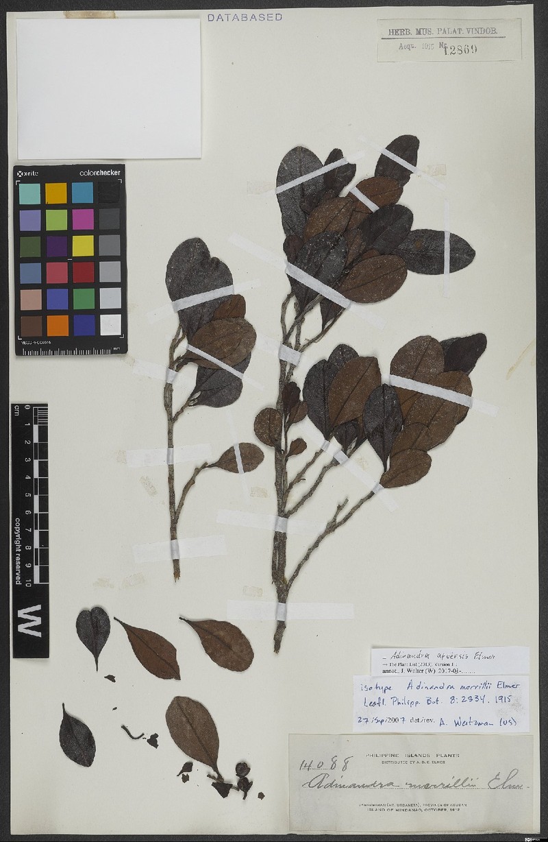 Adinandra apoensis photo 3