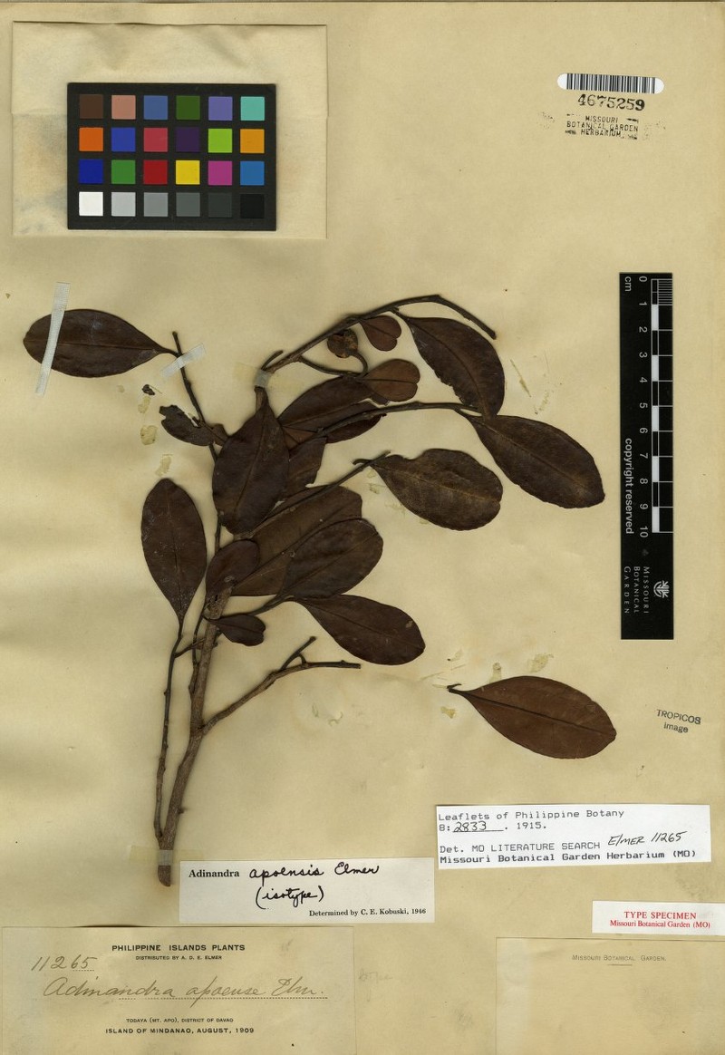 Adinandra apoensis photo 4
