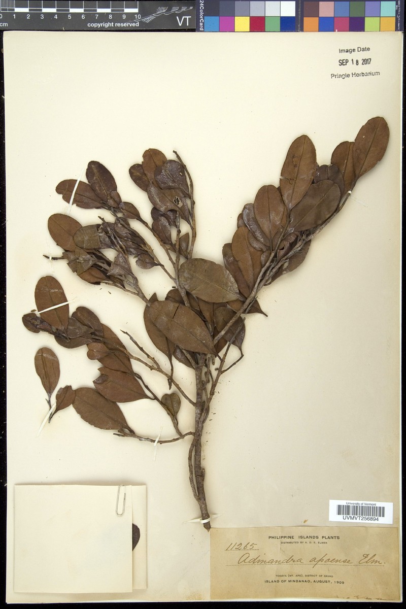 Adinandra apoensis photo 5