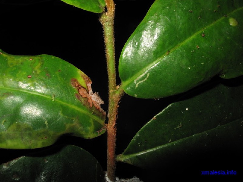 Adinandra borneensis