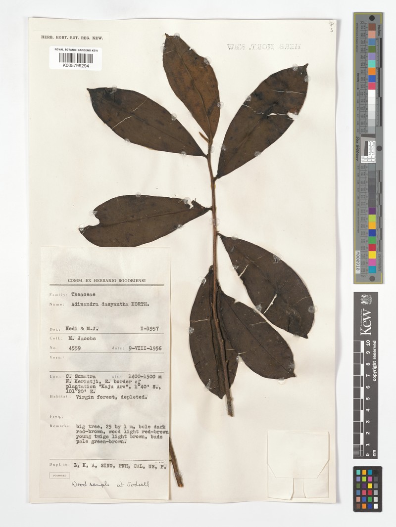 Adinandra borneensis photo 2