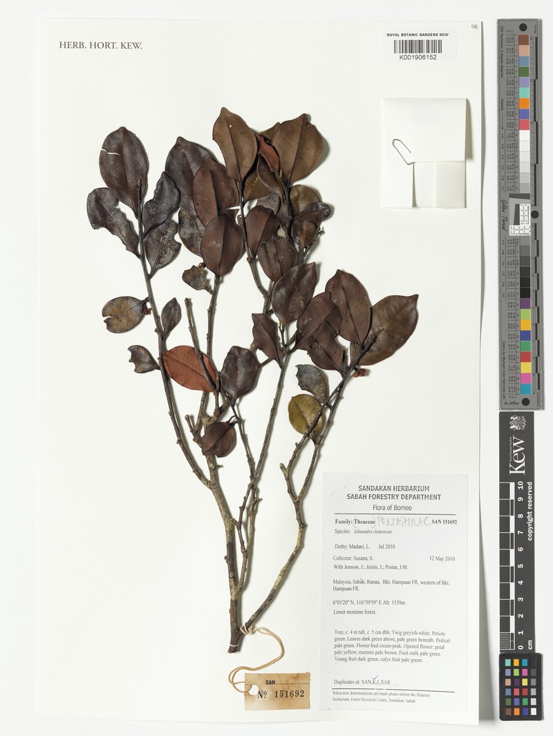 Adinandra clemensiae